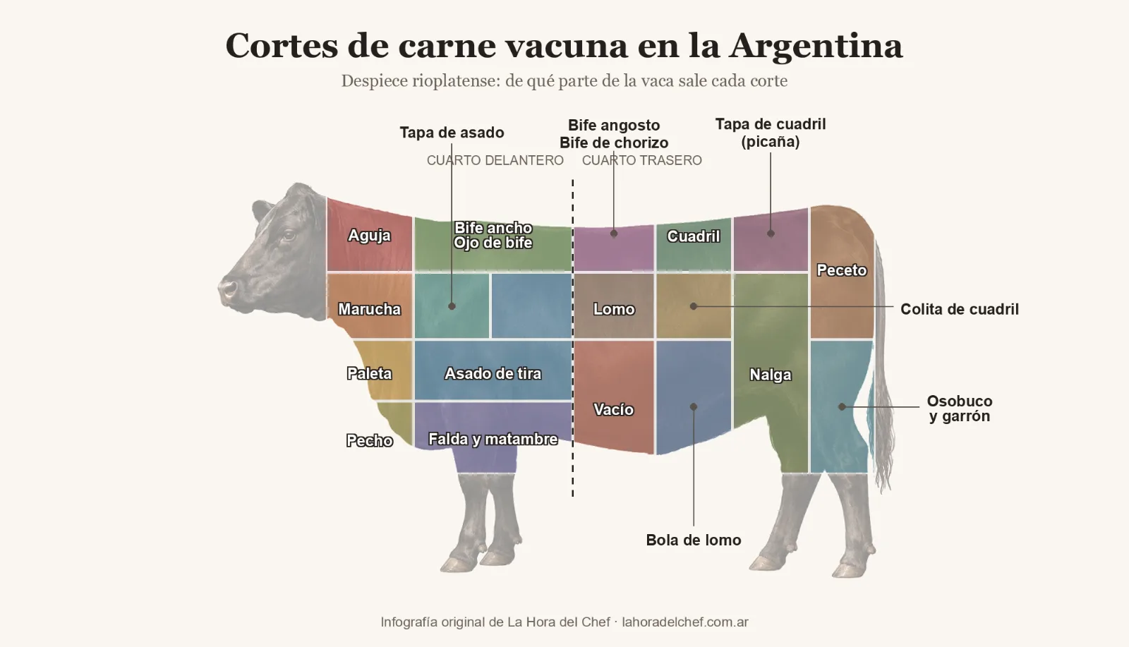 Cortes de carne vacuna en la Argentina: infografía que muestra de qué parte de la vaca sale cada corte, sobre la ilustración de una res de perfil