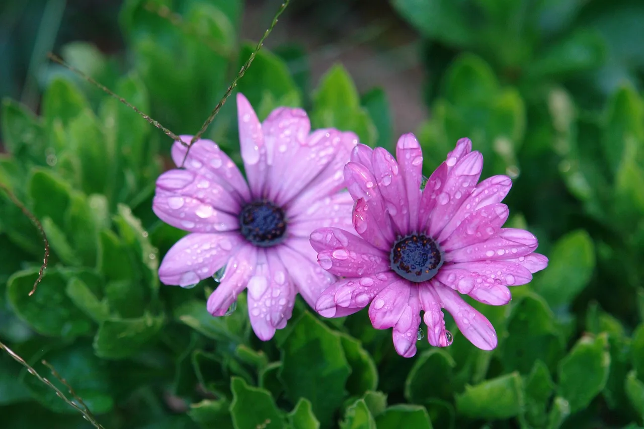 flower, pink, flower wallpaper, morning, beautiful flowers, dew, nature, flower background, timothy the seca